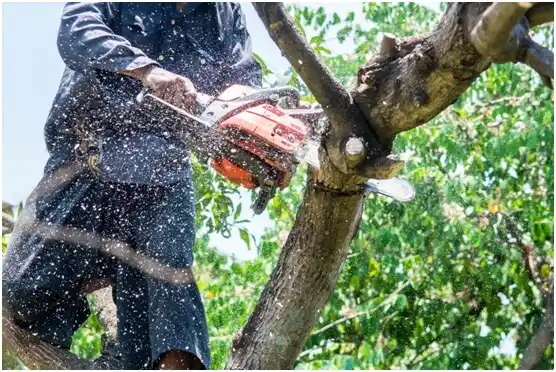 tree services Carney